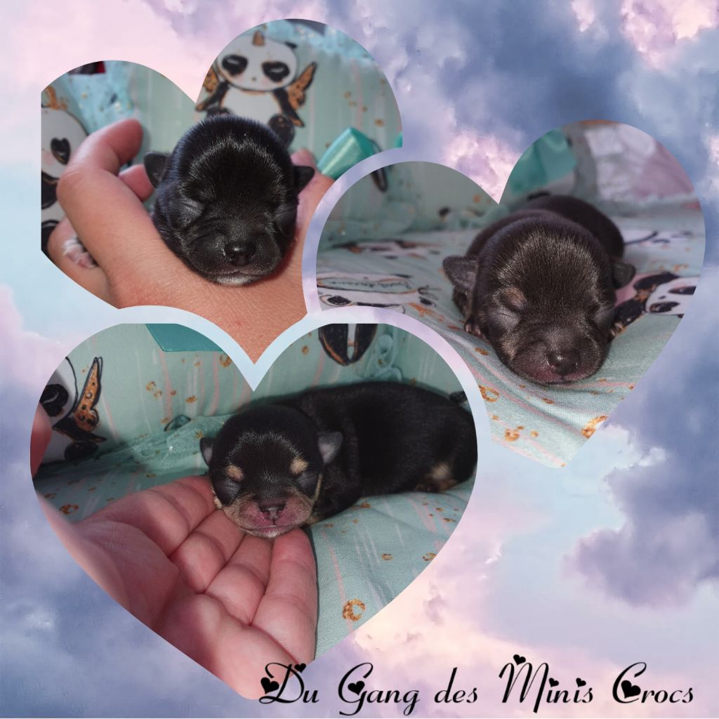 Du Gang Des Minis Crocs - Chihuahua - Portée née le 15/09/2020