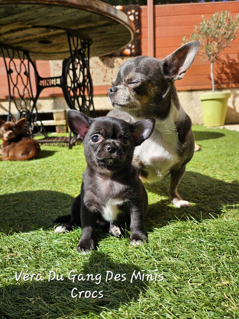Du Gang Des Minis Crocs - Chiot disponible  - Chihuahua
