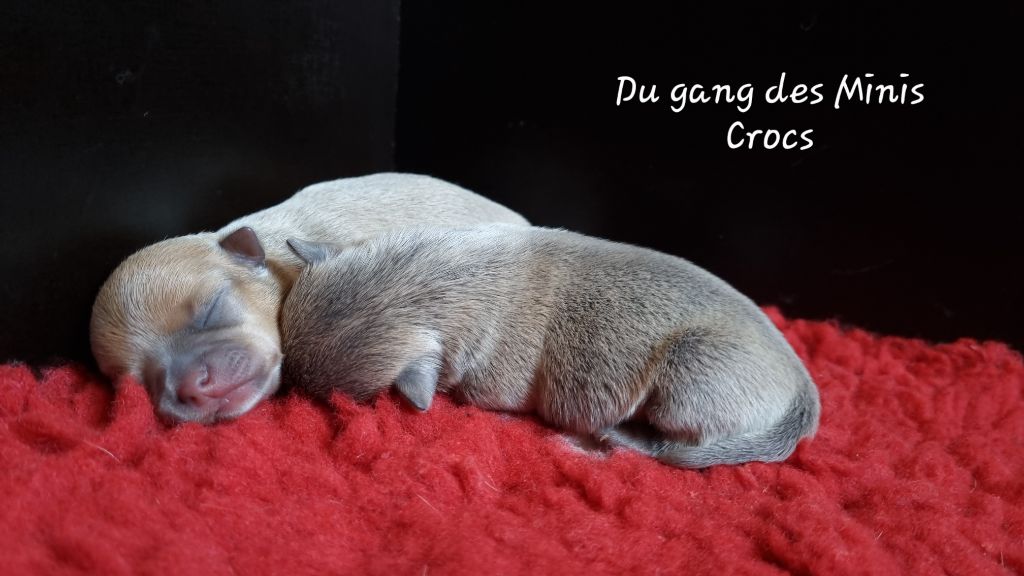 chiot Chihuahua Du Gang Des Minis Crocs