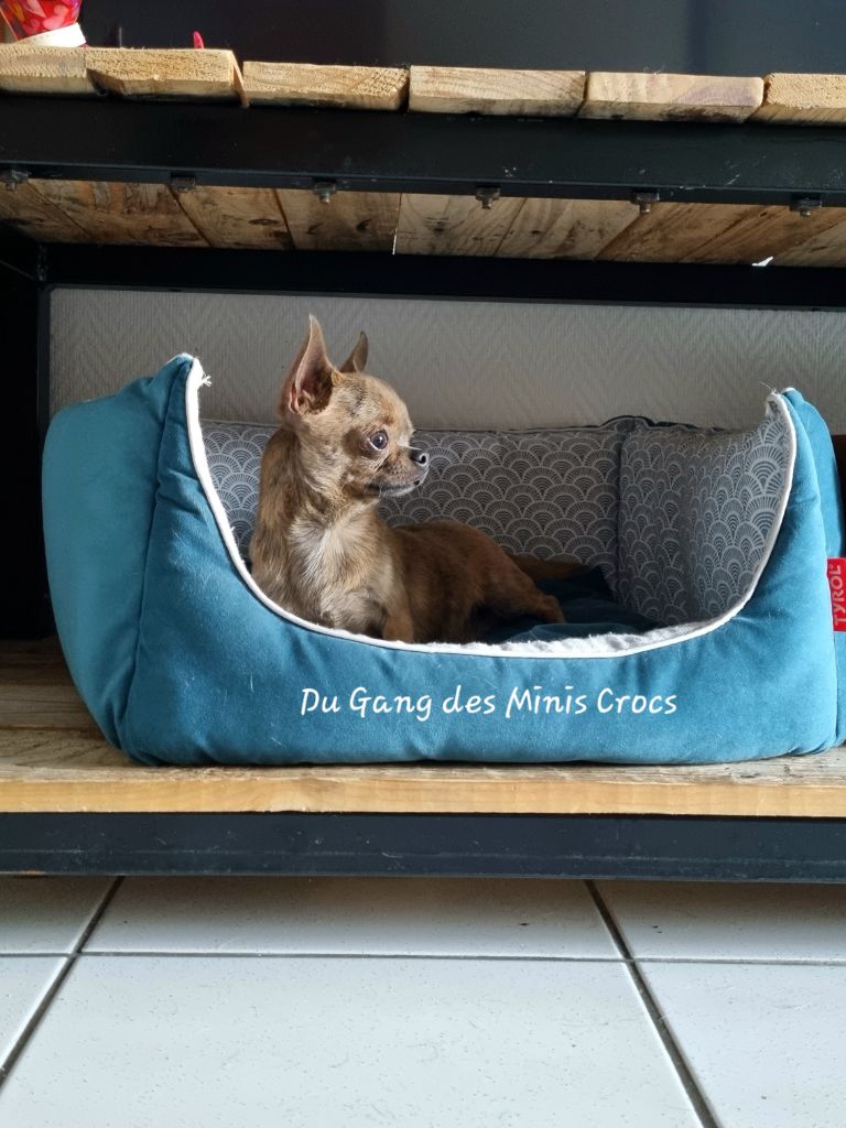 Tiki Du Gang Des Minis Crocs