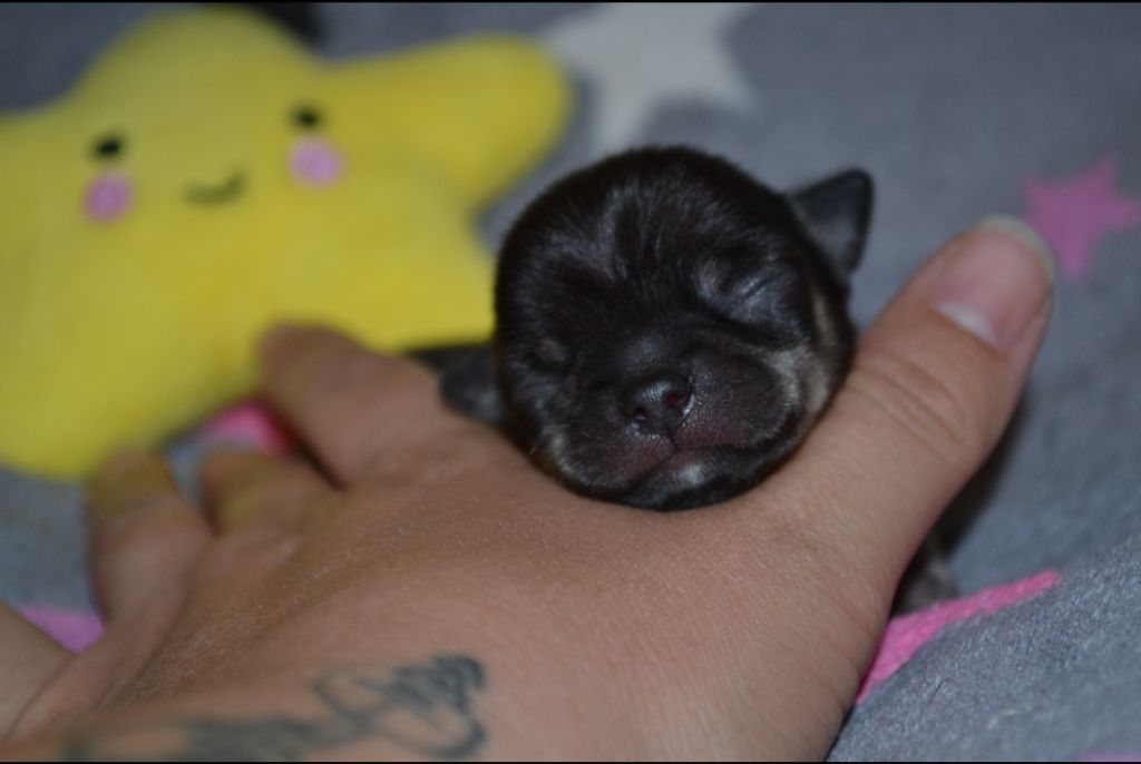 Du Gang Des Minis Crocs - Chihuahua - Portée née le 15/08/2019