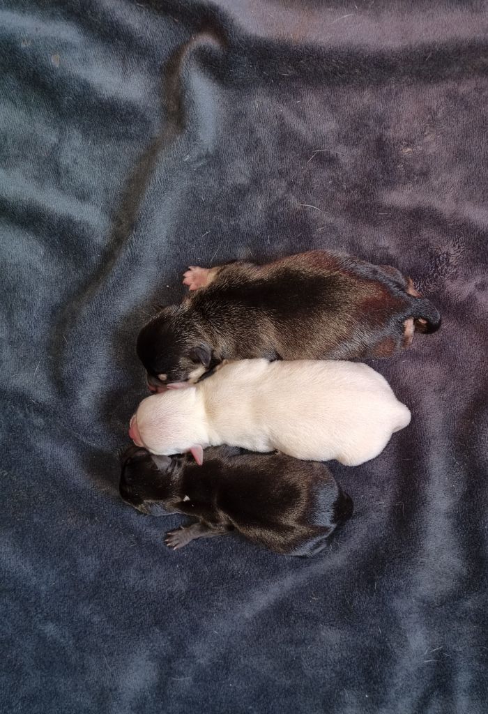 Du Gang Des Minis Crocs - Chihuahua - Portée née le 26/11/2021