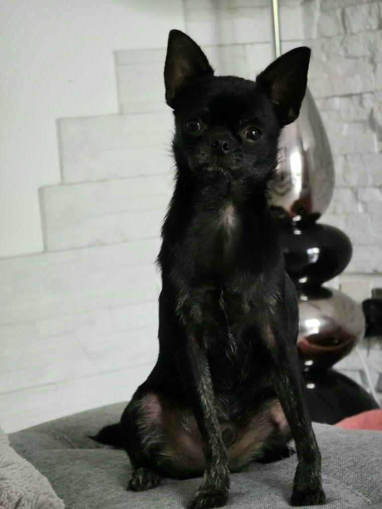 Du Gang Des Minis Crocs - Chiots disponibles - Chihuahua