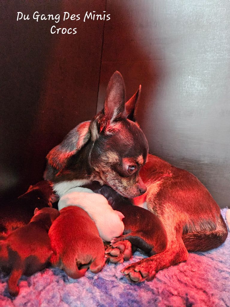 Du Gang Des Minis Crocs - Chihuahua - Portée née le 04/01/2024